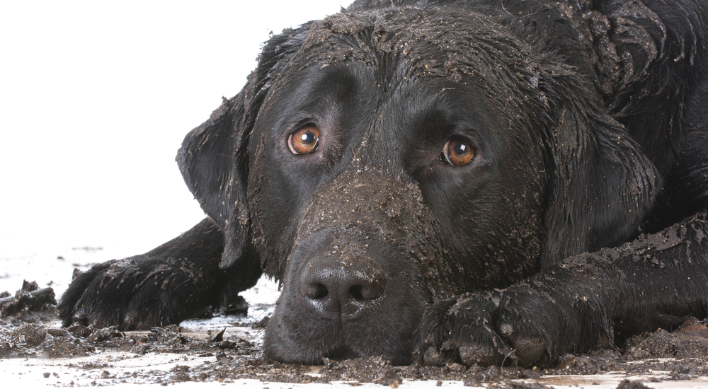 Muddy dog